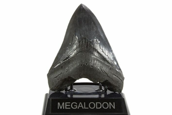 Serrated, Fossil Megalodon Tooth - South Carolina #340279